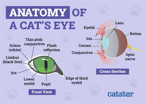 Cat Pupils: Eye Meaning Explained (Vet.